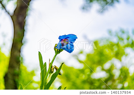 【山梨縣】喜馬拉雅山脈特有的神秘藍色罌粟花，學名Meconopsis 140137934