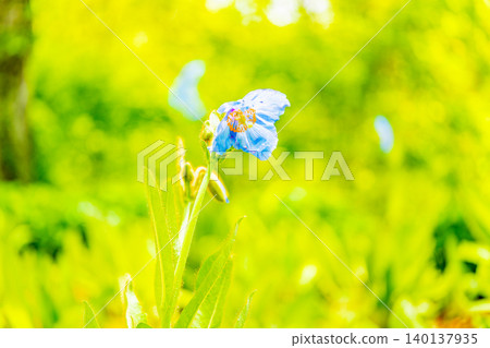 [Yamanashi Prefecture] The elusive blue poppy, Meconopsis, native to the Himalayas 140137935