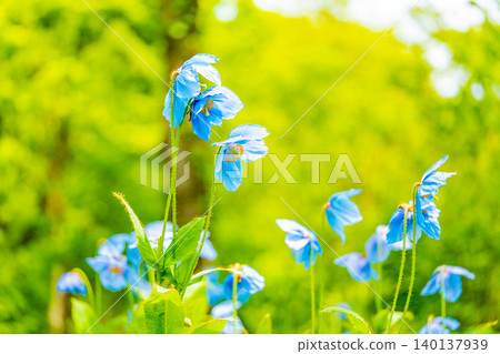 【山梨縣】喜馬拉雅山脈特有的神秘藍色罌粟花,學名Meconopsis 【山梨縣】喜馬拉雅山脈特有的神秘藍色罌粟花,學名Meconopsis 140137939