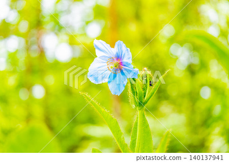 【山梨縣】喜馬拉雅山脈特有的神秘藍色罌粟花，學名Meconopsis 140137941