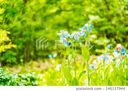 【山梨縣】喜馬拉雅山脈特有的神秘藍色罌粟花,學名Meconopsis 【山梨縣】喜馬拉雅山脈特有的神秘藍色罌粟花,學名Meconopsis 140137944