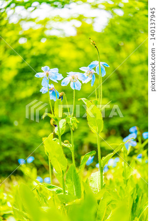 [Yamanashi Prefecture] The elusive blue poppy, Meconopsis, native to the Himalayas 140137945