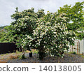 A large gardenia tree, covered in single white flowers, stands in a gravel-covered garden. A large gardenia tree, covered in single white flowers, stands in a gravel-covered garden. 140138005