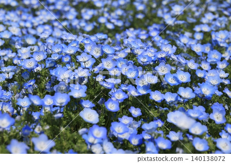 Nemophila花開滿了 Nemophila花開滿了 140138072