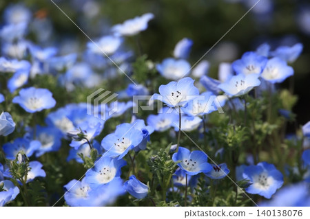 Nemophila flowers taken in close-up Nemophila flowers taken in close-up 140138076