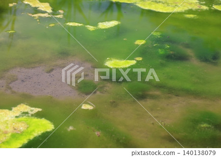 Spirogyra in swamps Spirogyra in swamps 140138079