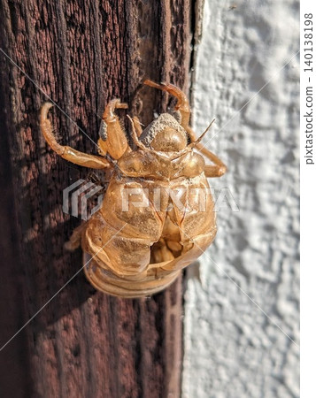 Cicada shell Cicada shell 140138198