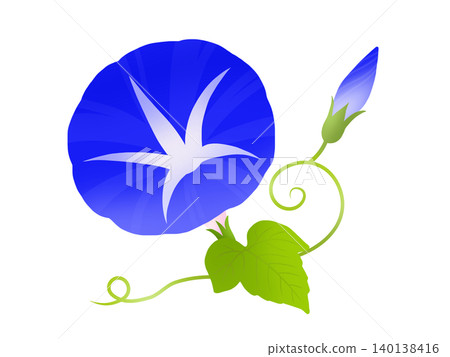 Morning glory B-1 140138416