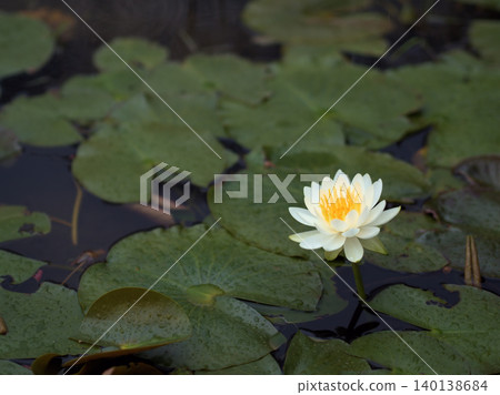 五月的一個下雨天，池塘裡盛開著美麗的白色蓮花。 140138684