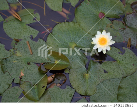 White lotus flowers bloomed beautifully in the pond on a rainy May day. White lotus flowers bloomed beautifully in the pond on a rainy May day. 140138685