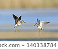 Wood Sandpiper - Tringa glareola, Crete 140138784