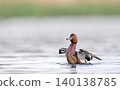 Ferruginous Duck - Aythya nyroca, Crete  140138785