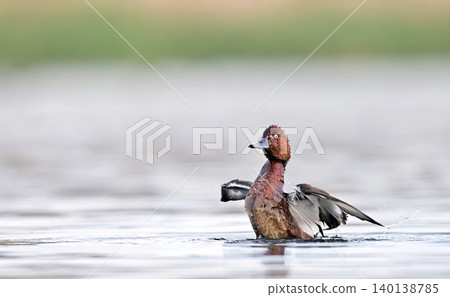Ferruginous Duck - Aythya nyroca, Crete Ferruginous Duck - Aythya nyroca, Crete 140138785