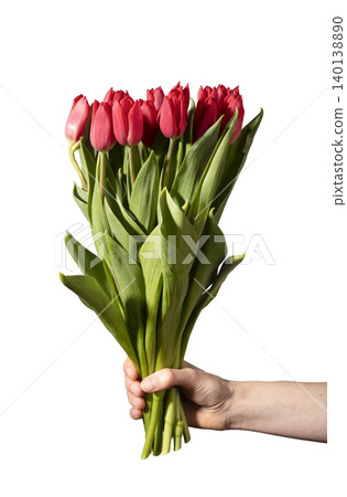 Hand holding bouquet of red tulips isolated on white background vertical. Flowers arranged in natural cluster with stems tightly gathered. Floral concept symbolizing love appreciation and Hand holding bouquet of red tulips isolated on white background vertical. Flowers arranged in natural cluster with stems tightly gathered. Floral concept symbolizing love appreciation and 140138890