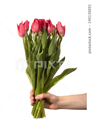 Hand holding bouquet of red tulips isolated on white background minimal. Flowers show fresh petals with stems gathered together in simple gesture. Floral concept representing care love and Hand holding bouquet of red tulips isolated on white background minimal. Flowers show fresh petals with stems gathered together in simple gesture. Floral concept representing care love and 140138891