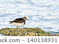 A Ruddy Turnstone (Arenaria interpres), Greece 140138931
