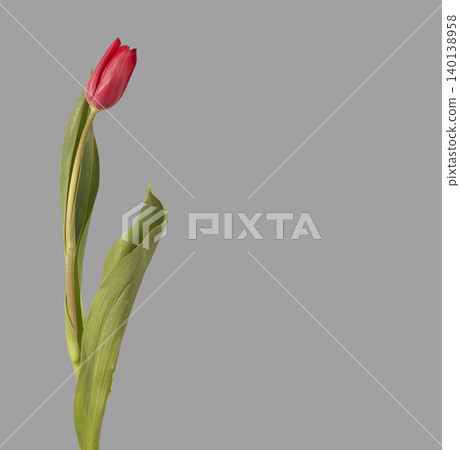 Red tulip flower with leaves isolated on gray background close view. Bloom displays vivid petals and curved foliage with natural shape. Floral concept emphasizing color contrast freshness Red tulip flower with leaves isolated on gray background close view. Bloom displays vivid petals and curved foliage with natural shape. Floral concept emphasizing color contrast freshness 140138958