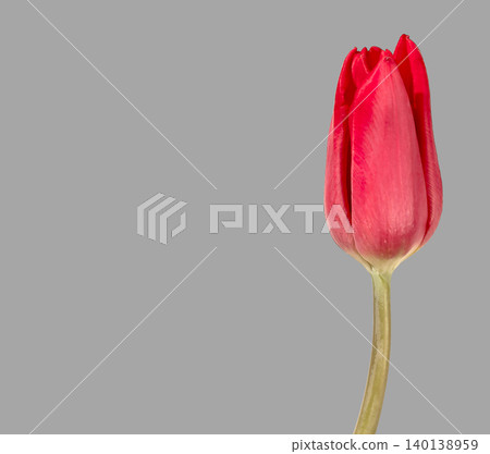 Red tulip flower isolated on gray background with vertical composition. Bloom displays vivid petals and clean stem structure clearly. Floral concept emphasizing color contrast nature Red tulip flower isolated on gray background with vertical composition. Bloom displays vivid petals and clean stem structure clearly. Floral concept emphasizing color contrast nature 140138959
