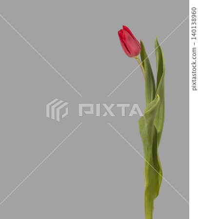 Red tulip flower isolated on gray background with green leaves. Vertical composition shows bloom and stem with clear plant structure. Red tulip flower isolated on gray background with green leaves. Vertical composition shows bloom and stem with clear plant structure. 140138960