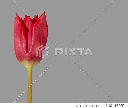 Partially open red tulip isolated on gray background vertical composition. Flower shows unfolding petals with smooth stem and natural form. Botanical concept representing transition growth Partially open red tulip isolated on gray background vertical composition. Flower shows unfolding petals with smooth stem and natural form. Botanical concept representing transition growth 140138961