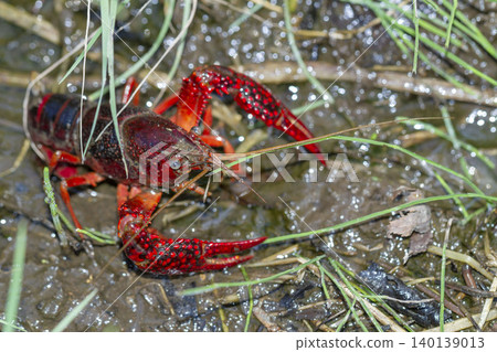 American crayfish American crayfish 140139013