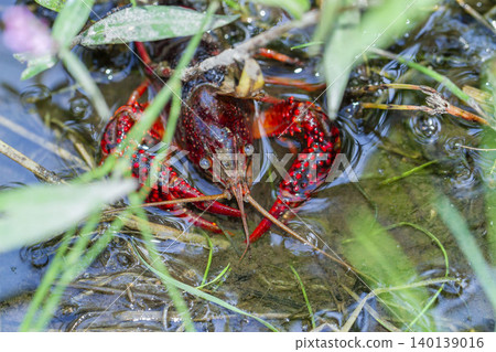 American crayfish American crayfish 140139016
