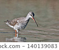 Spotted Redshank (Tringa erythropus), Crete 140139083