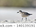Grey Plover (Pluvialis squatarola), Greece 140139191