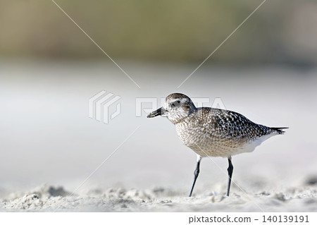 Grey Plover (Pluvialis squatarola), Greece Grey Plover (Pluvialis squatarola), Greece 140139191