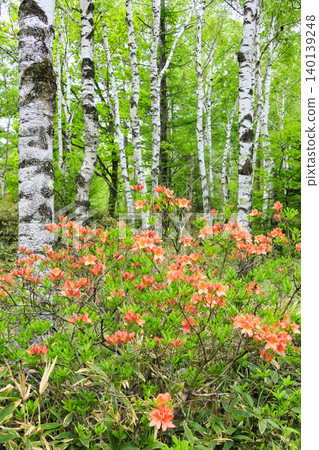 Yachiho Plateau: Fresh green leaves of birch trees and azaleas in full bloom 140139248