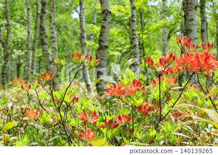Yachiho Plateau: Fresh green leaves of birch trees and azaleas in full bloom Yachiho Plateau: Fresh green leaves of birch trees and azaleas in full bloom 140139265