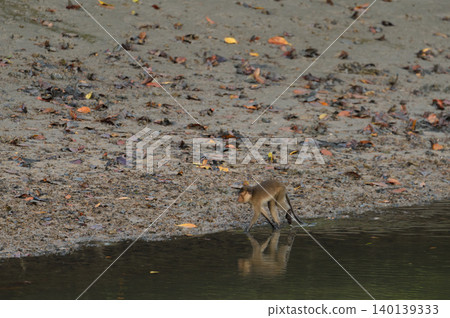 macaque : an adult macaque while sitting in a forest in Thailand. macaque : an adult macaque while sitting in a forest in Thailand. 140139333