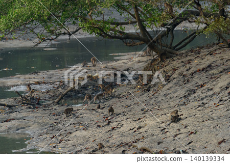 macaque : an adult macaque while sitting in a forest in Thailand. 140139334