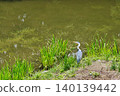 Herons at Shōmyōji Temple 140139442