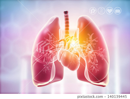 Lungs,Heart Anatomy Lungs,Heart Anatomy 140139445