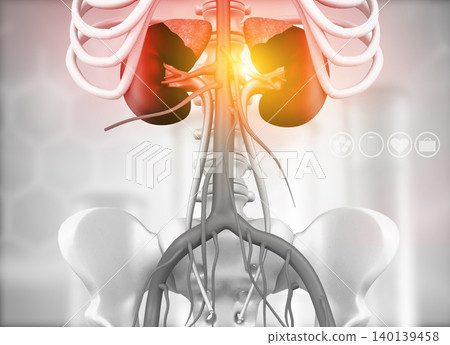 Human kidney Human kidney 140139458