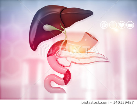 Anantomy of Liver  stomach  pancreas  gallbladder and spleen 140139487