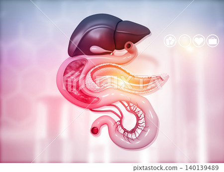 Anantomy of Liver stomach pancreas gallbladder and spleen Anantomy of Liver stomach pancreas gallbladder and spleen 140139489