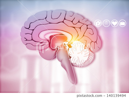 Cross section of human brain Cross section of human brain 140139494