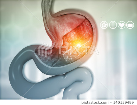 Cross section of human stomach diagram Cross section of human stomach diagram 140139499