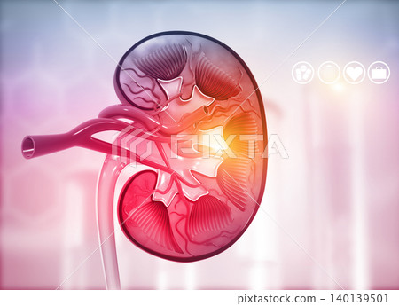 Human kidney cross section 140139501