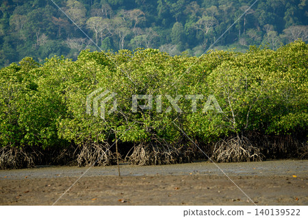 mangrove forest ecosystem. in nature of Thailand mangrove forest ecosystem. in nature of Thailand 140139522