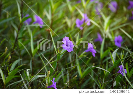 Purple flower (Ruellia brittoniana) on grass background.This plant very popular for garden design. Purple flower (Ruellia brittoniana) on grass background.This plant very popular for garden design. 140139641
