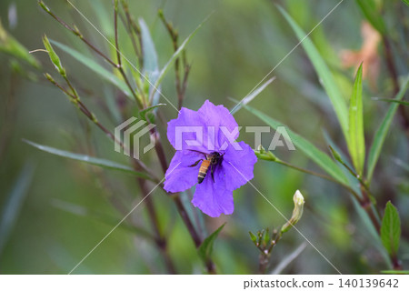 Purple flower (Ruellia brittoniana) on grass background.This plant very popular for garden design. Purple flower (Ruellia brittoniana) on grass background.This plant very popular for garden design. 140139642