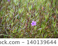 Purple flower (Ruellia brittoniana) on grass background.This plant very popular for garden design. 140139644