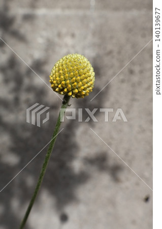 Craspedia globosa grown from seed Craspedia globosa grown from seed 140139677