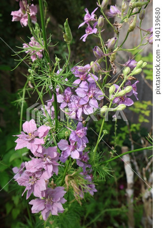 Dull pink larkspur Earl Grey flowers Dull pink larkspur Earl Grey flowers 140139680