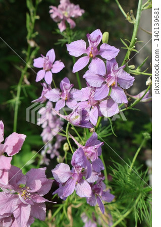 暗粉色翠雀花,伯爵茶花 暗粉色翠雀花,伯爵茶花 140139681