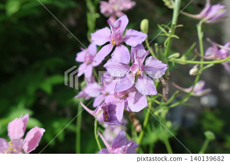 Dull pink larkspur Earl Grey flowers Dull pink larkspur Earl Grey flowers 140139682