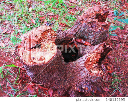 tree stump landscape 140139695
